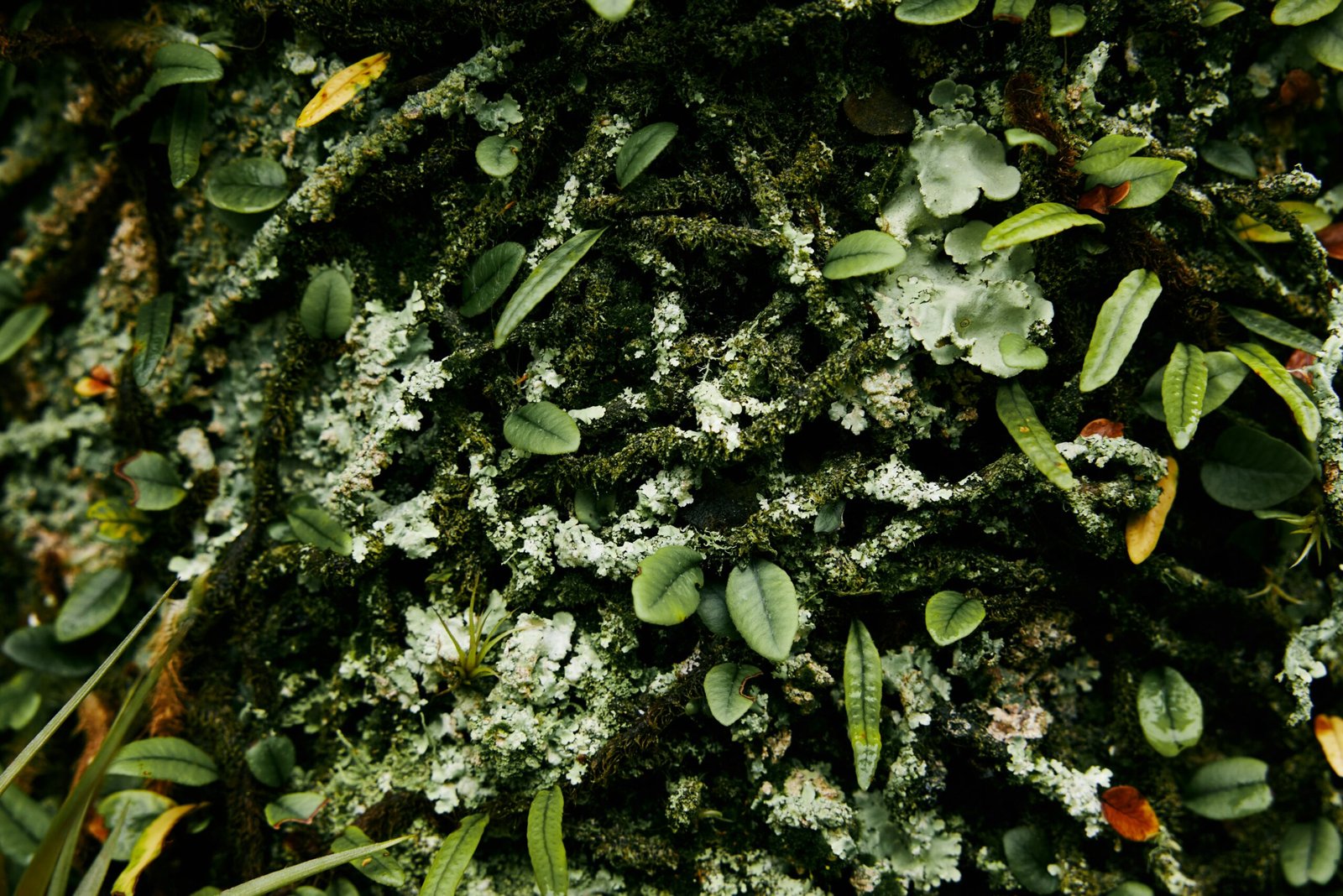 natalia-blauth-20_SI-eEV60-unsplash